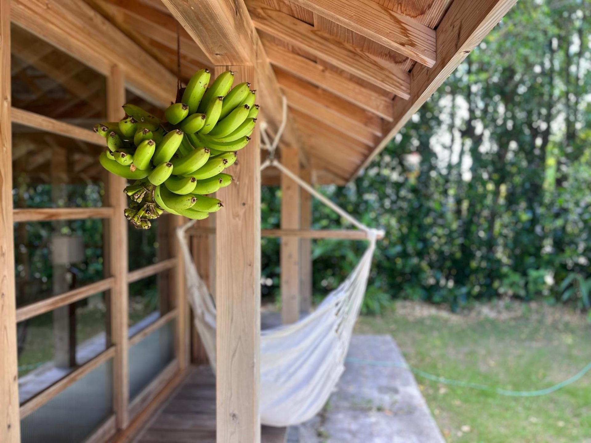 フクギに囲まれた家 さばんぎ沖縄古民家 Savangi Okinawan Designed Folk House Nakijin Εξωτερικό φωτογραφία